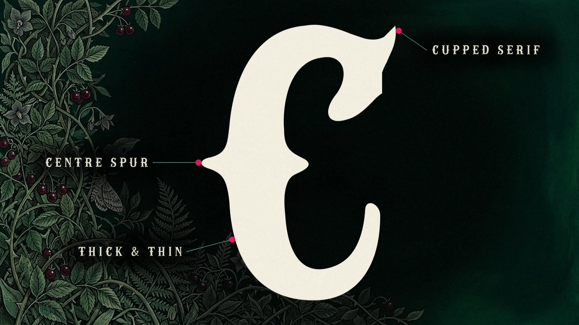 A giant cream Campflare capital C with notes on its centre spur, cupped serif and thick and thin strokes, against a corner of ferns and berries.